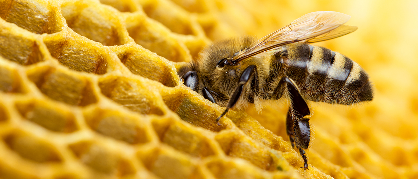 Bee on honeycomb